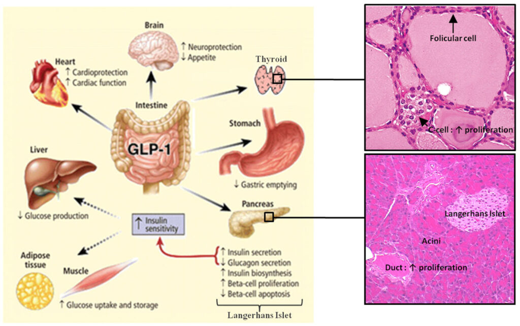 GLP-1 Receptor Agonist Market