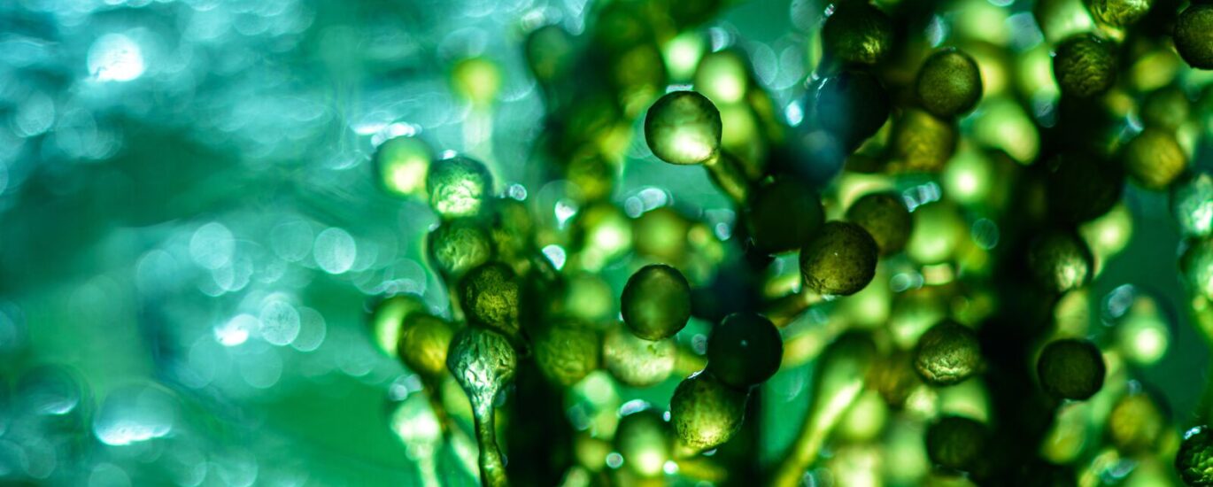 Microalgae Market1