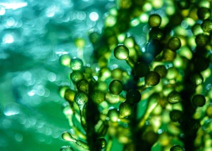 Microalgae Market1