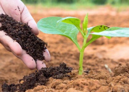 Organic Fertilizer Market