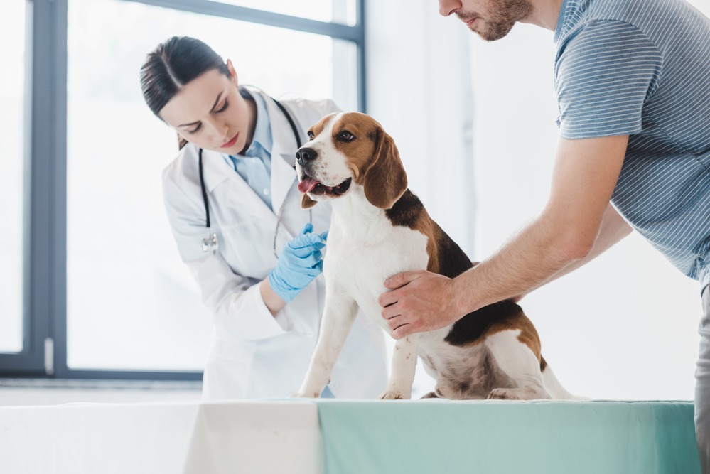 Pet Cancer Therapeutics Market