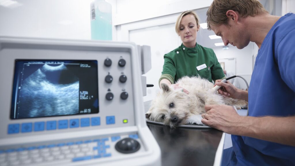 Veterinary Imaging Market