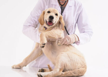 Pet Insurance Market