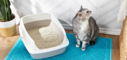 Cat Litter Market.jpg