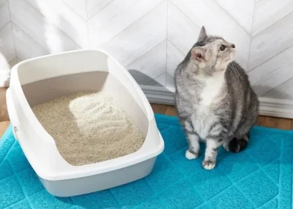 Cat Litter Market.jpg