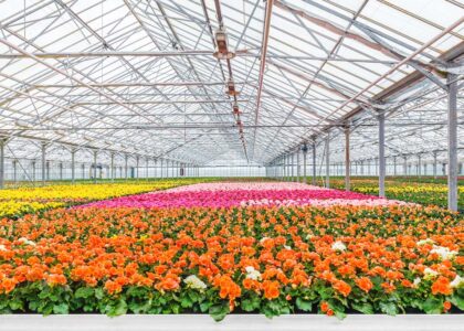 Floriculture Market