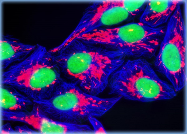 Fluorescence Cell Market