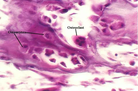 Human Osteoblasts Market