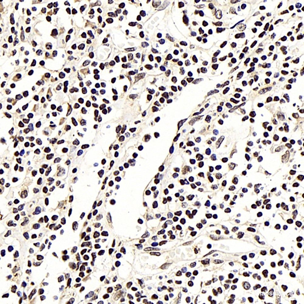 Immunohistochemistry (IHC) Market