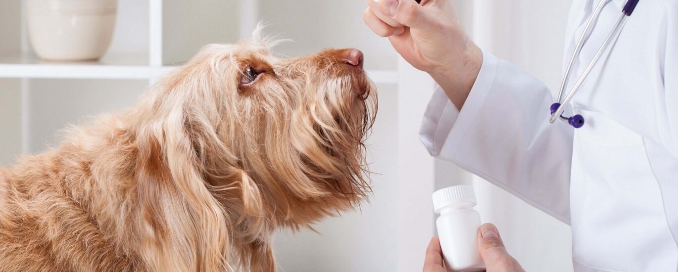 Pet OTC Medication Market