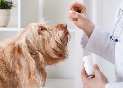 Pet OTC Medication Market