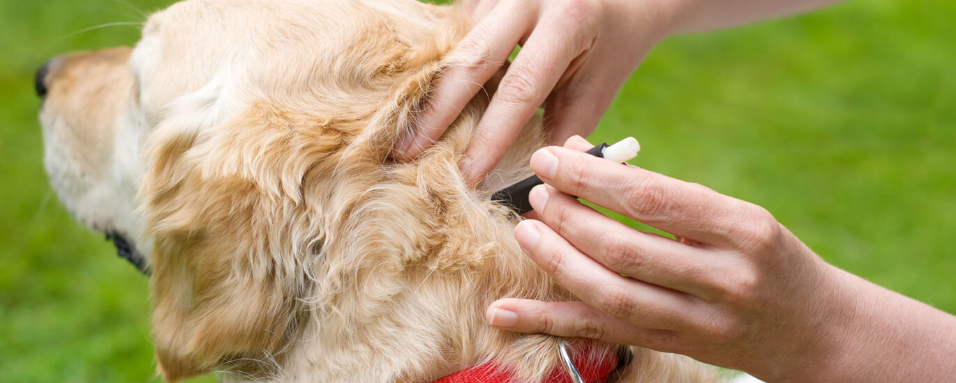 Pet Tick and Flea Prevention