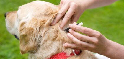 Pet Tick and Flea Prevention