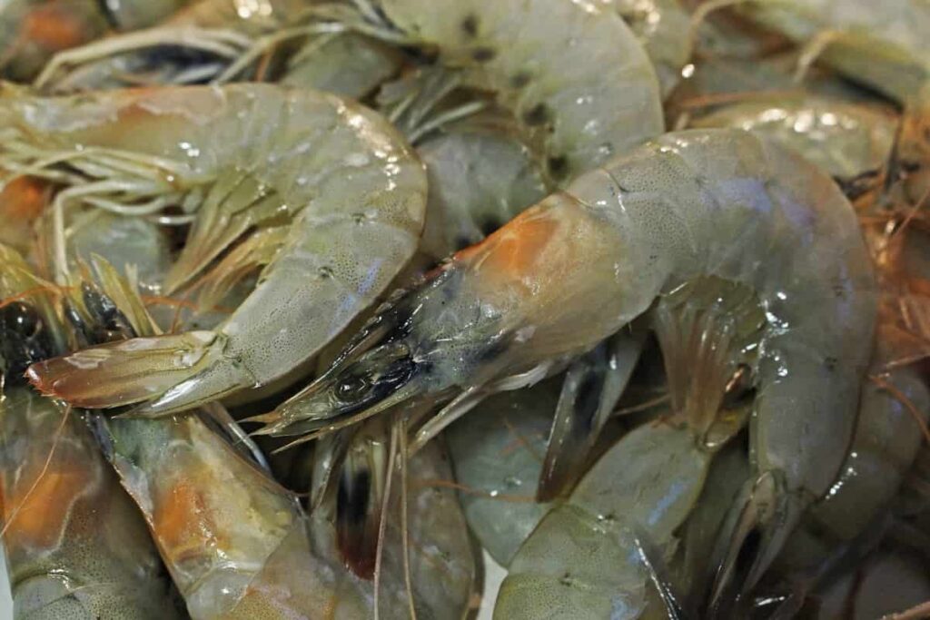 Western Europe's Shrimp Industry