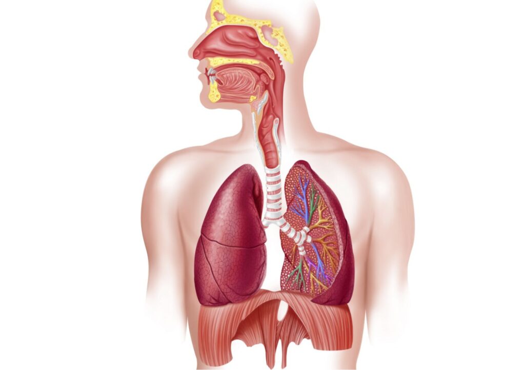 Acoustic Respiration Sensors Market