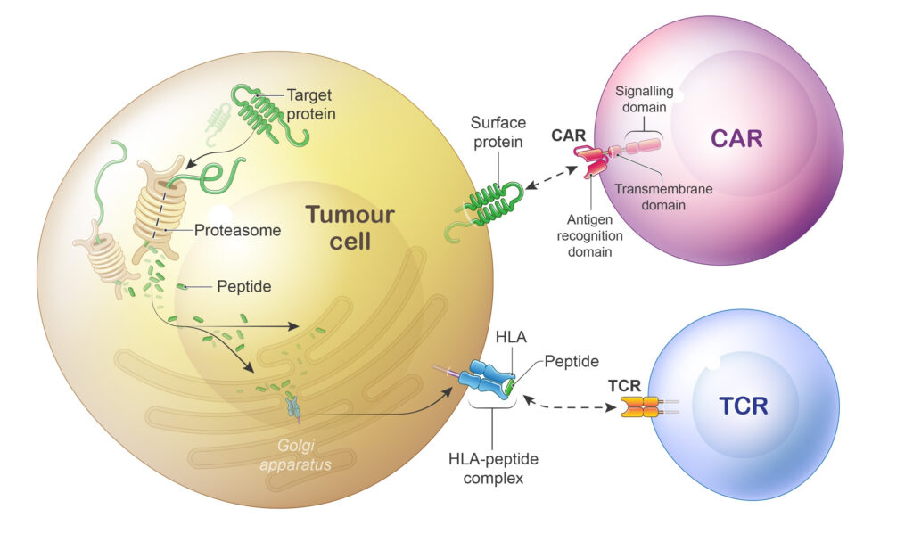 Allogeneic T-cell Therapies Market