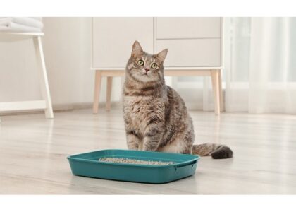 Cat Litter Boxes Market