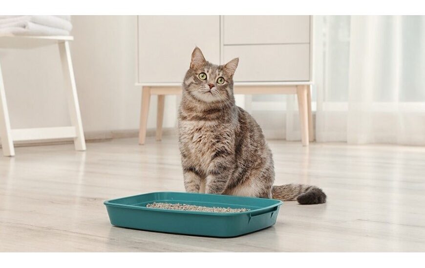 Cat Litter Boxes Market