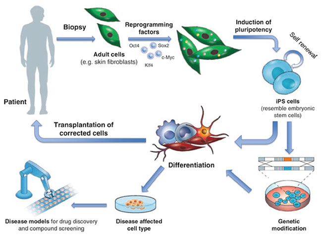 Cellular Reprogramming Tools Market