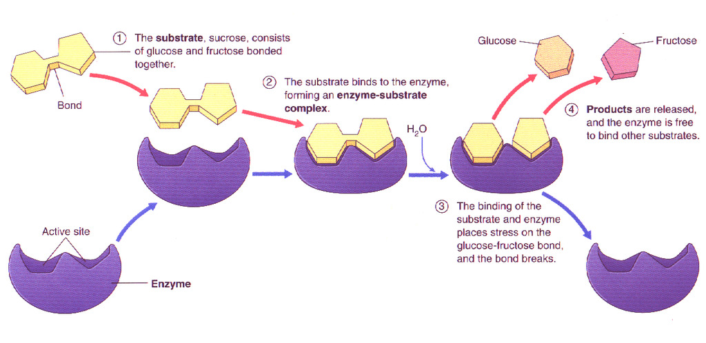 Enzyme-Substrate Market