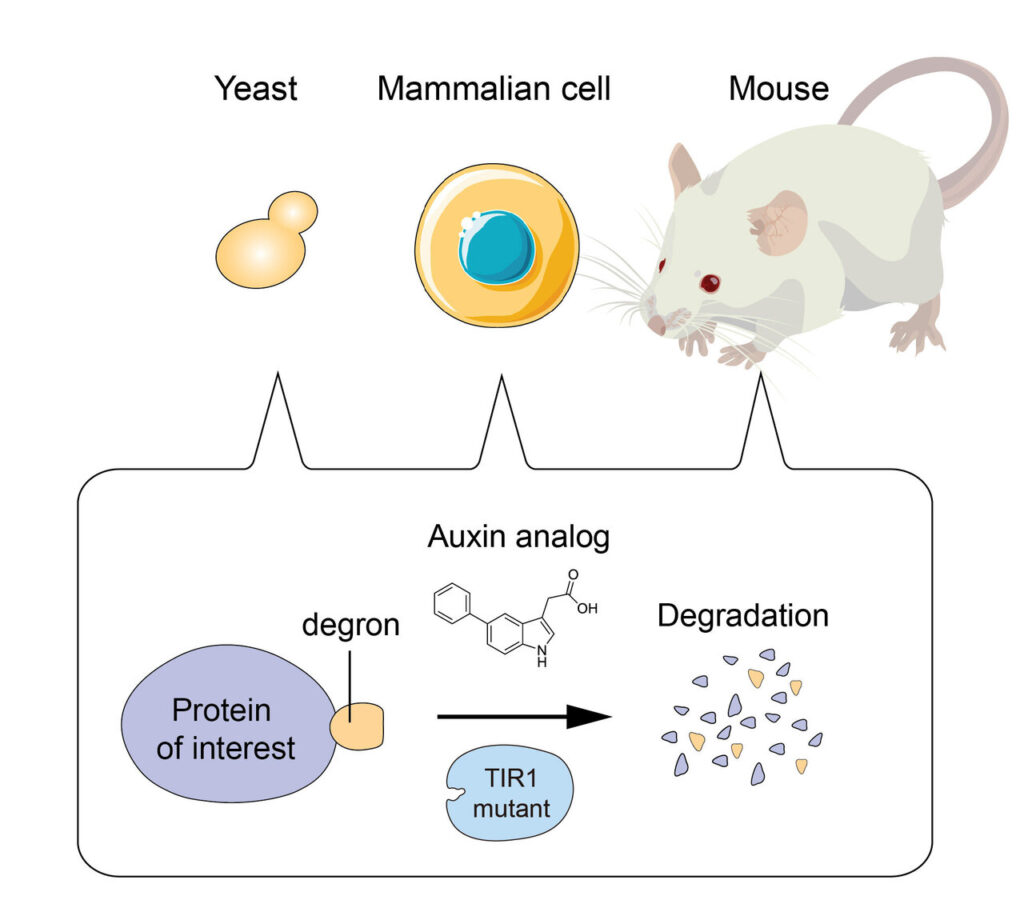 Mammalian Derived Proteins Market