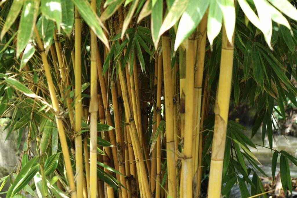 Bamboo Market