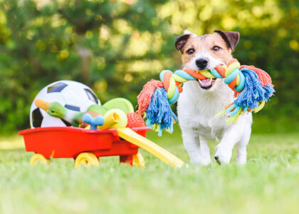 Pet Toys Market