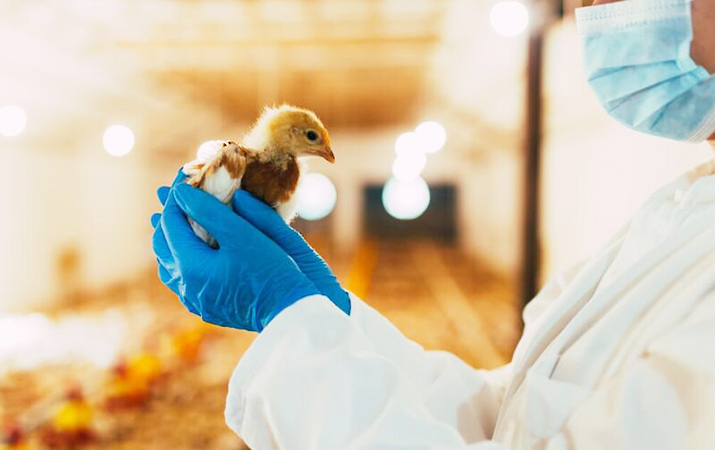 Poultry Diagnostic Testing Market