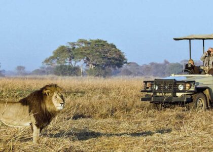 Safari Tourism in Africa Market