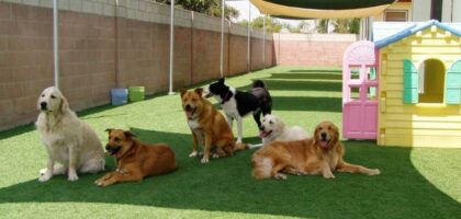 Pet Daycare Market