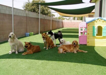 Pet Daycare Market