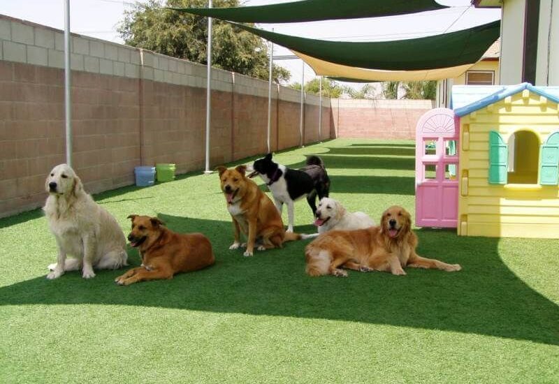 Pet Daycare Market